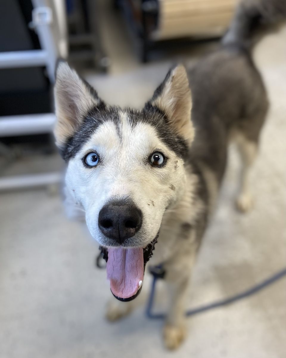A164380 Janice, Available for Adoption