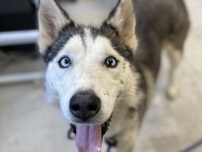 A164380 Janice, Available for Adoption