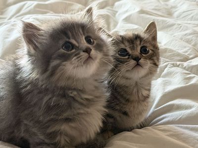 Perfect Little Munchkin Kittens For Sale