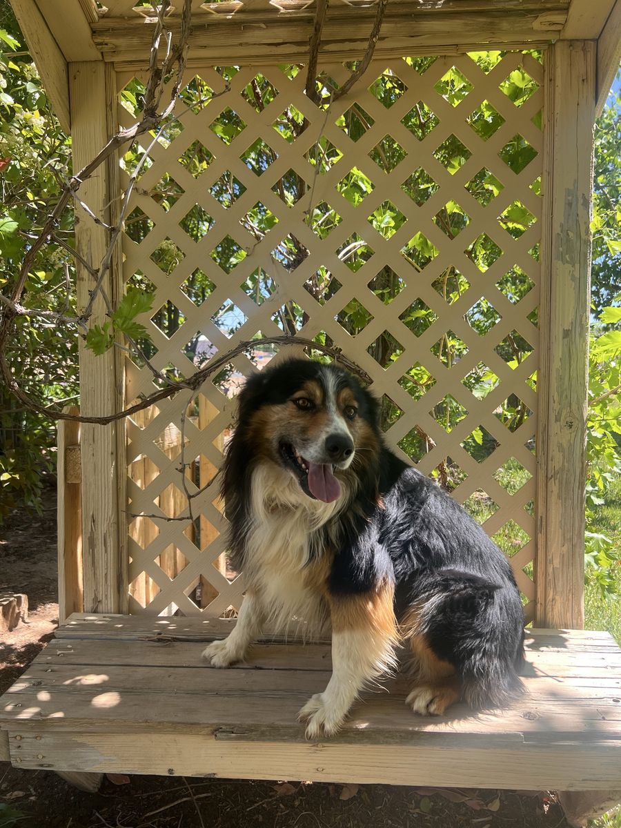 Pure bred Australian shepherd dog