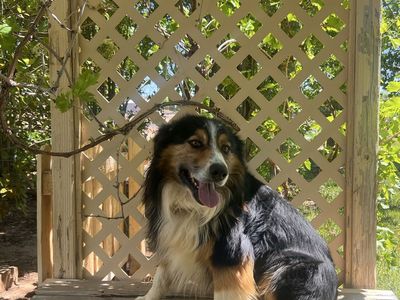 Pure bred Australian shepherd dog