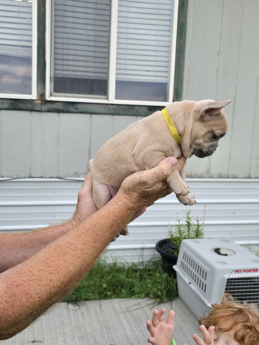 FRENCHIES FOR SALE 