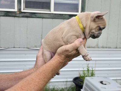 FRENCHIES FOR SALE