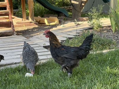 Black Copper Maran Rooster