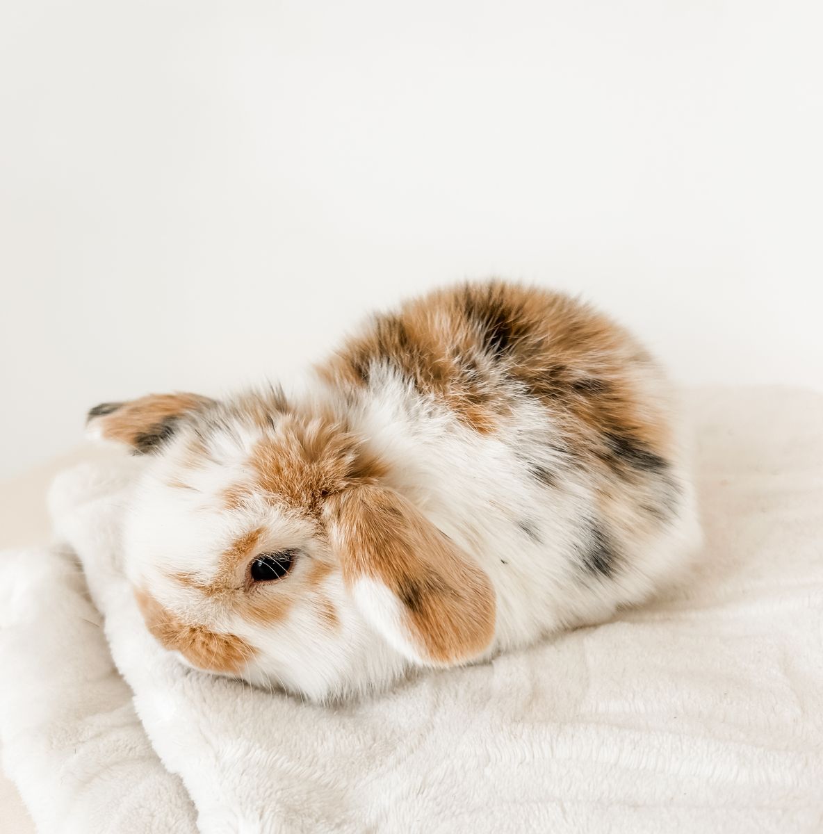 Tri-Color Holland Lop Doe