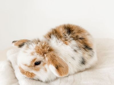 Tri-Color Holland Lop Doe