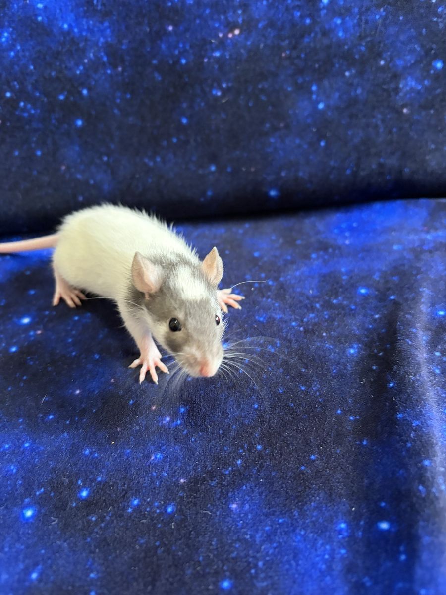 Super Friendly PET Baby Rats
