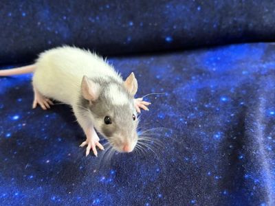 Super Friendly PET Baby Rats