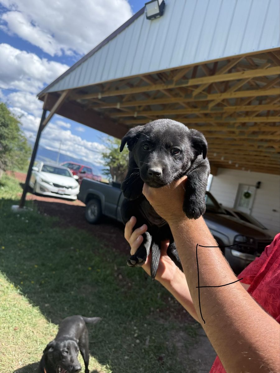 Lab Puppies