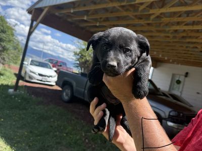 Lab Puppies