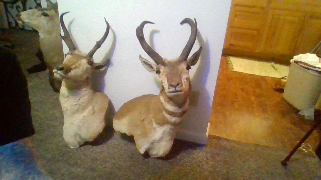 antelope