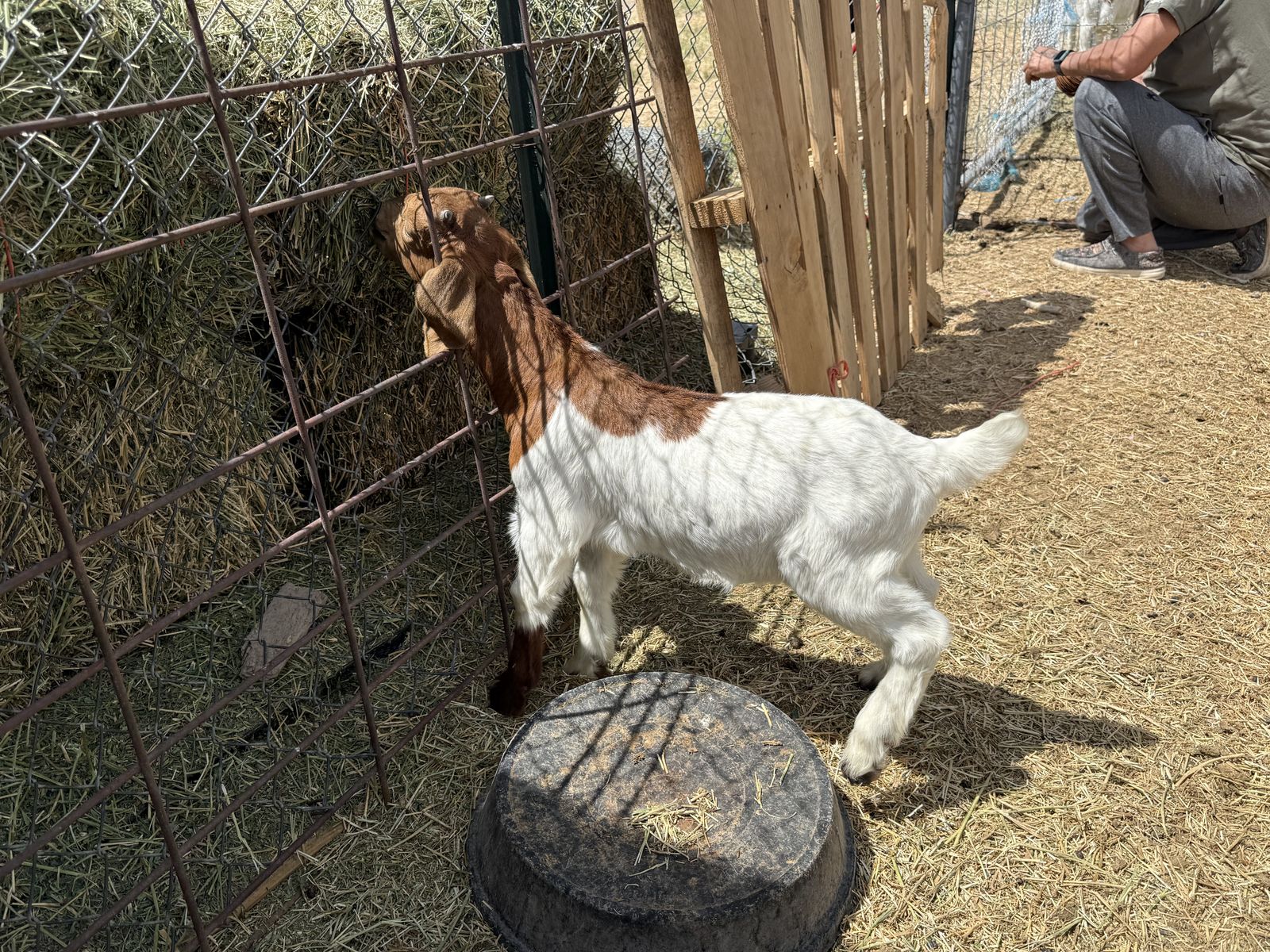 Boer Goats