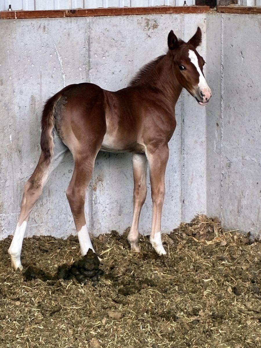 Wr this cats smart x Stevie rey Von filly