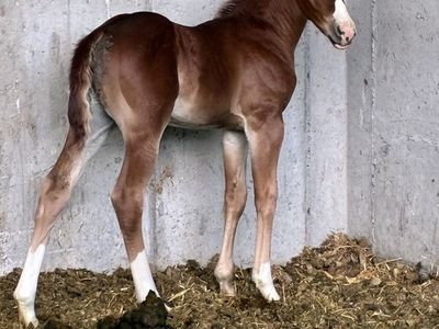 Wr this cats smart x Stevie rey Von filly