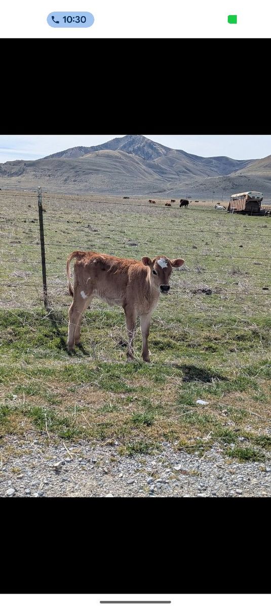 jersey heifer calf