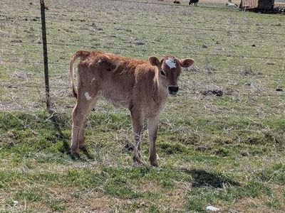 jersey heifer calf