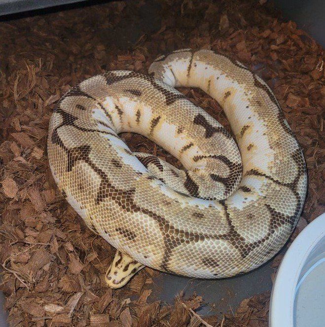 Ball python