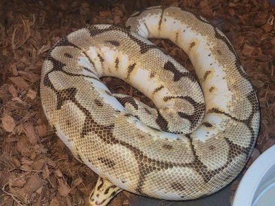Ball python