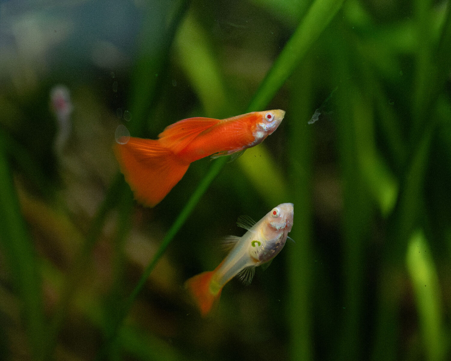 Red Albino Guppies