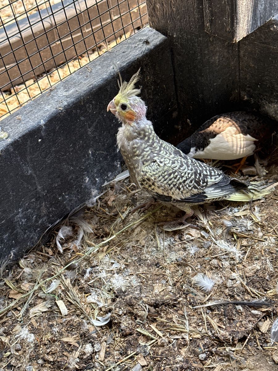 Cockatiel
