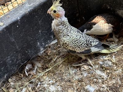 Cockatiel