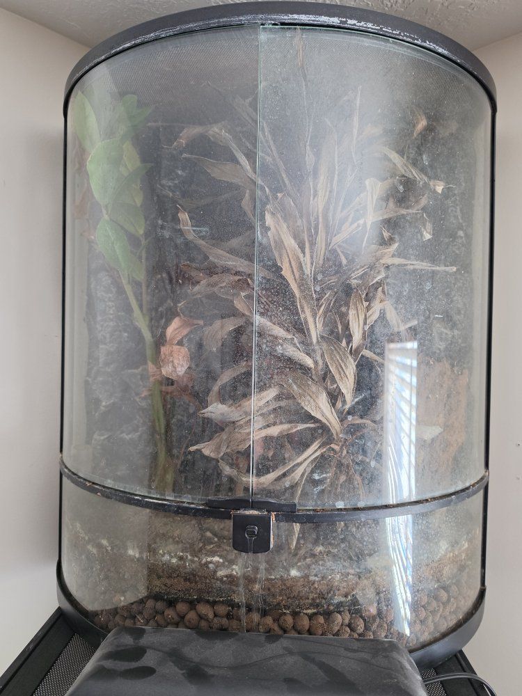 Exo Terra Tall Halfmoon Terrarium (Approx. 22x11x25") with Plant and Substrate for geckos or frogs