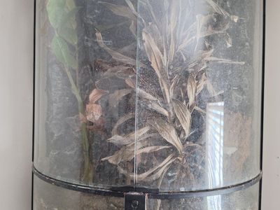 Exo Terra Tall Halfmoon Terrarium (Approx. 22x11x25") with Plant and Substrate for geckos or frogs