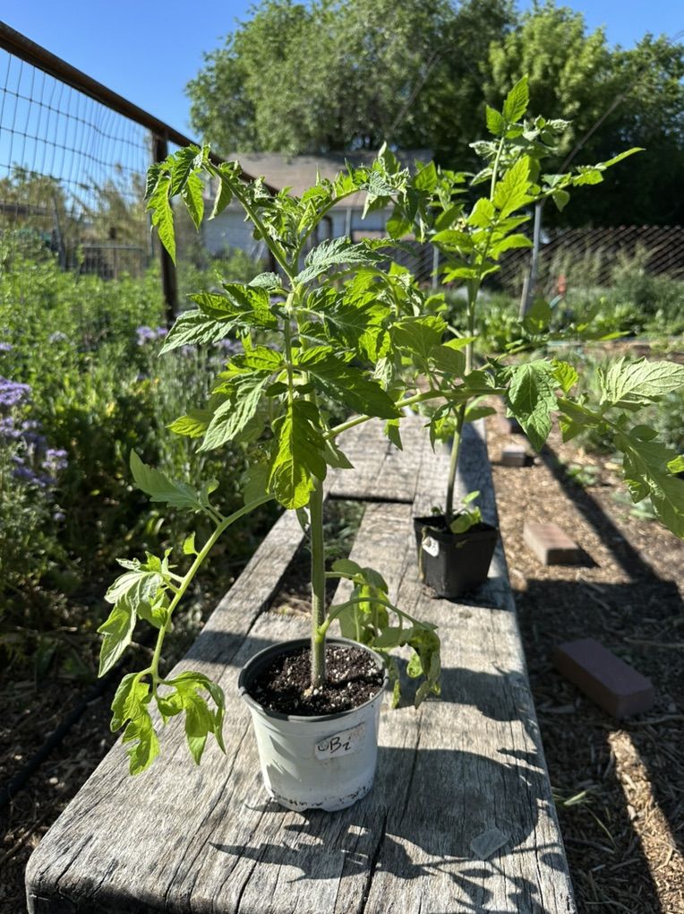 Tomato, Pepper, Eggplant Plants