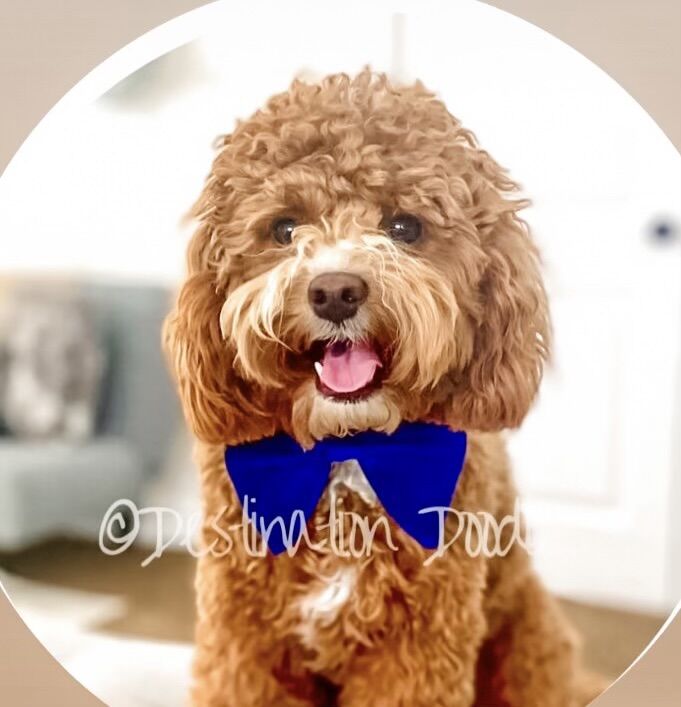 Mini Cavapoo Stud 14lbs, FF, OFAs, Bb