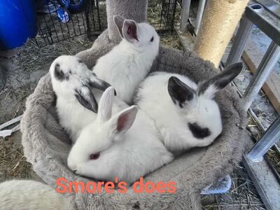 Californian cross meat bunnies