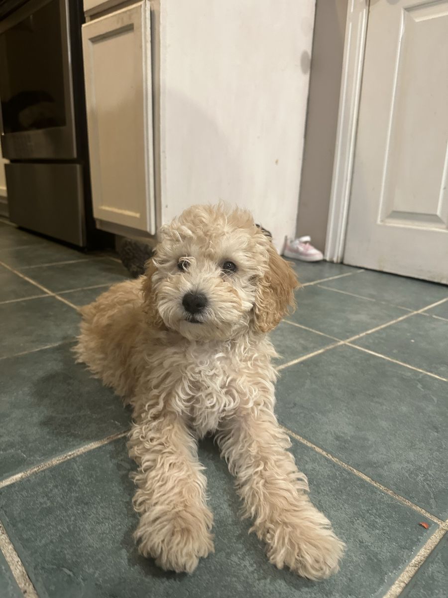 Adorable 12-Week-Old Male Maltipoo Puppy - Ready for a New Home!