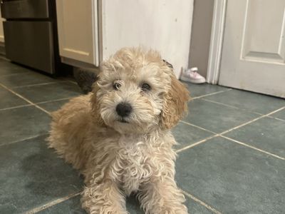 Adorable 12-Week-Old Male Maltipoo Puppy - Ready for a New Home!