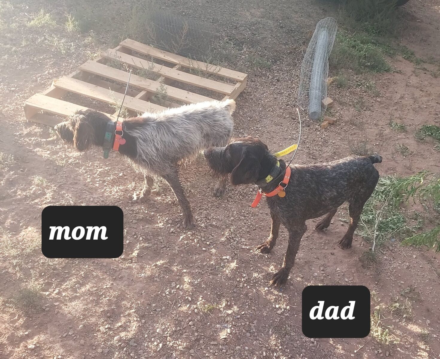 AKC registered German wirehaired pointer pups