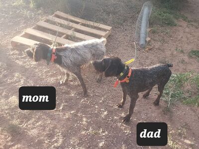 AKC registered German wirehaired pointer pups