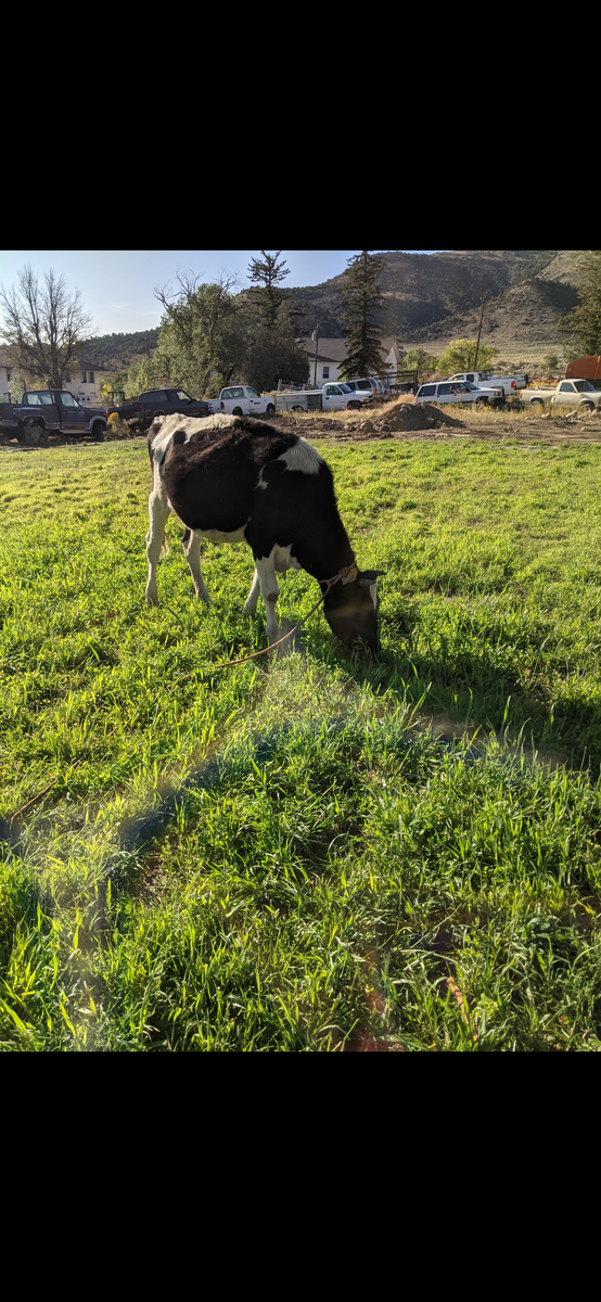 Holstein Jersey female