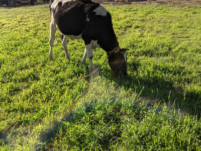 Holstein Jersey female