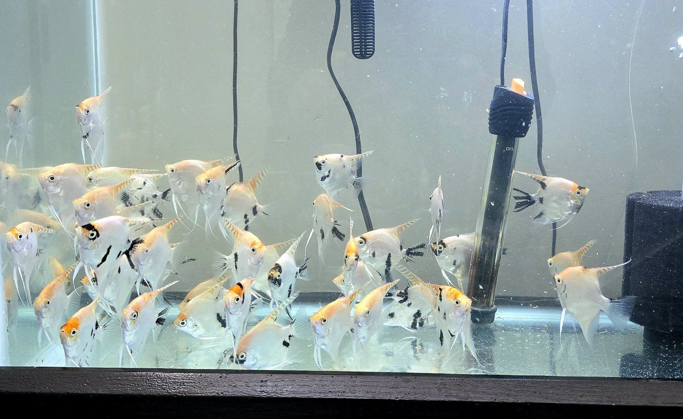 Angel fish 3 inches - $2