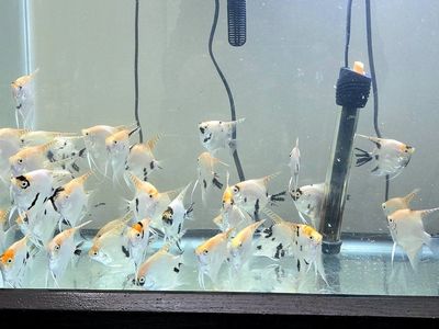 Angel fish 3 inches - $2