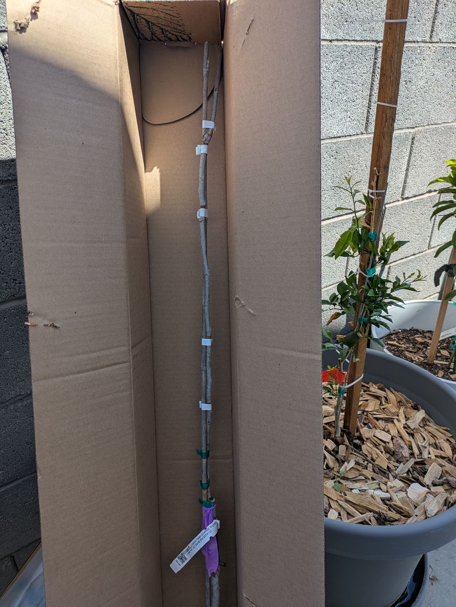 Free: Northern-Hardy Lakota Pecan Tree Sapling (Dormant Whip)