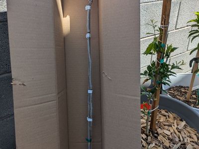 Free: Northern-Hardy Lakota Pecan Tree Sapling (Dormant Whip)