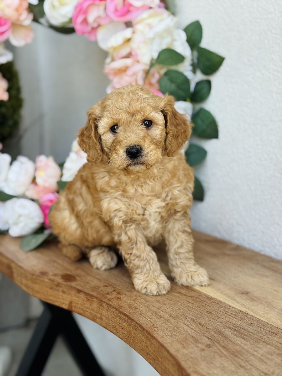 Mini Goldendoodle