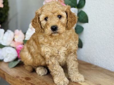 Mini Goldendoodle