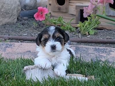 4 Male teacup Morkie puppies