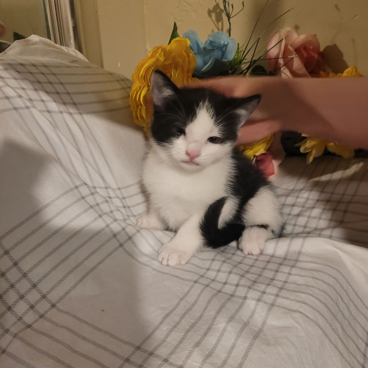 Two beautiful male kittens left
