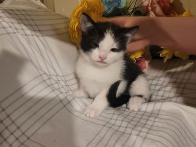Two beautiful male kittens left