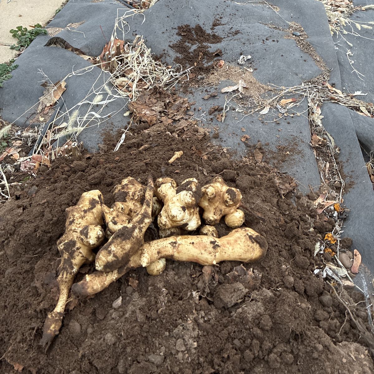 Jerusalem Artichokes