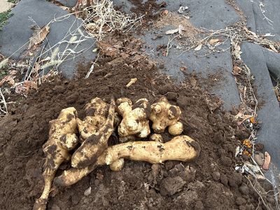 Jerusalem Artichokes
