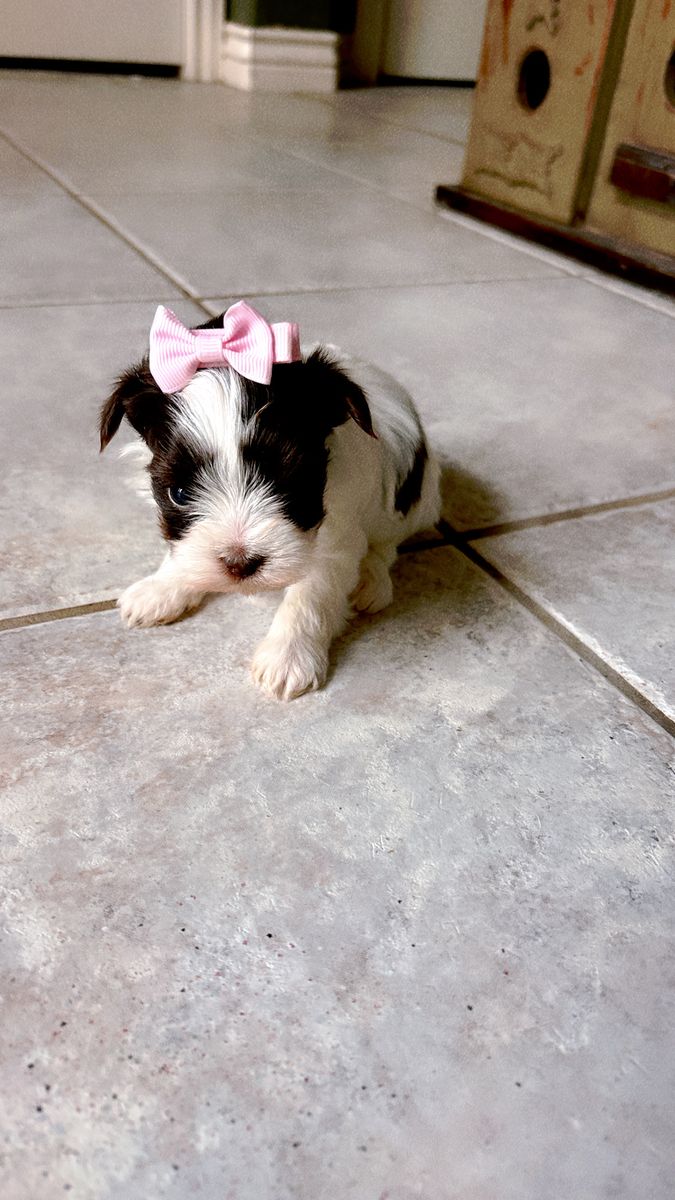Teacup Yorkie