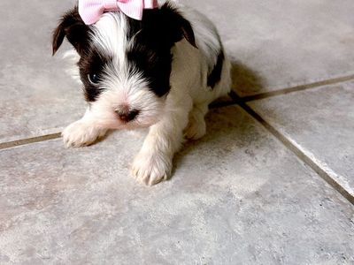Teacup Yorkie