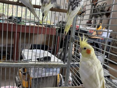 Healthy Parent-Raised Cockatiels - Male & Female, DNA Tested (Ages 1-4 Years)